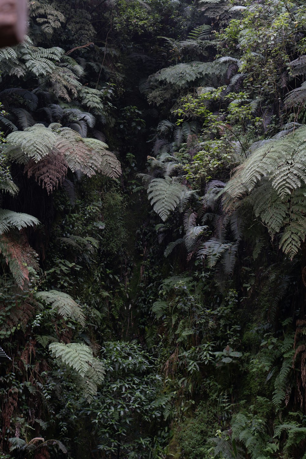 a lush green forest filled with lots of trees