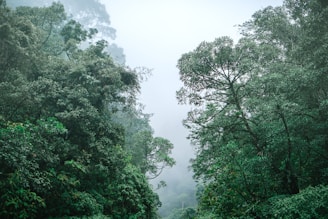 a lush green forest filled with lots of trees