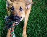 A dog with a tan and black coat holds a colorful rope toy in its mouth while standing on a lush green lawn. The dog's eyes are focused and its playfulness is evident through its body language.