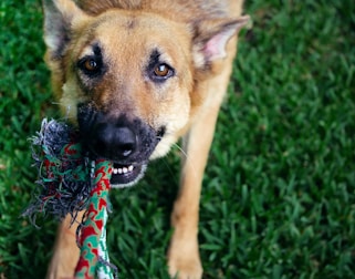A dog with a tan and black coat holds a colorful rope toy in its mouth while standing on a lush green lawn. The dog's eyes are focused and its playfulness is evident through its body language.