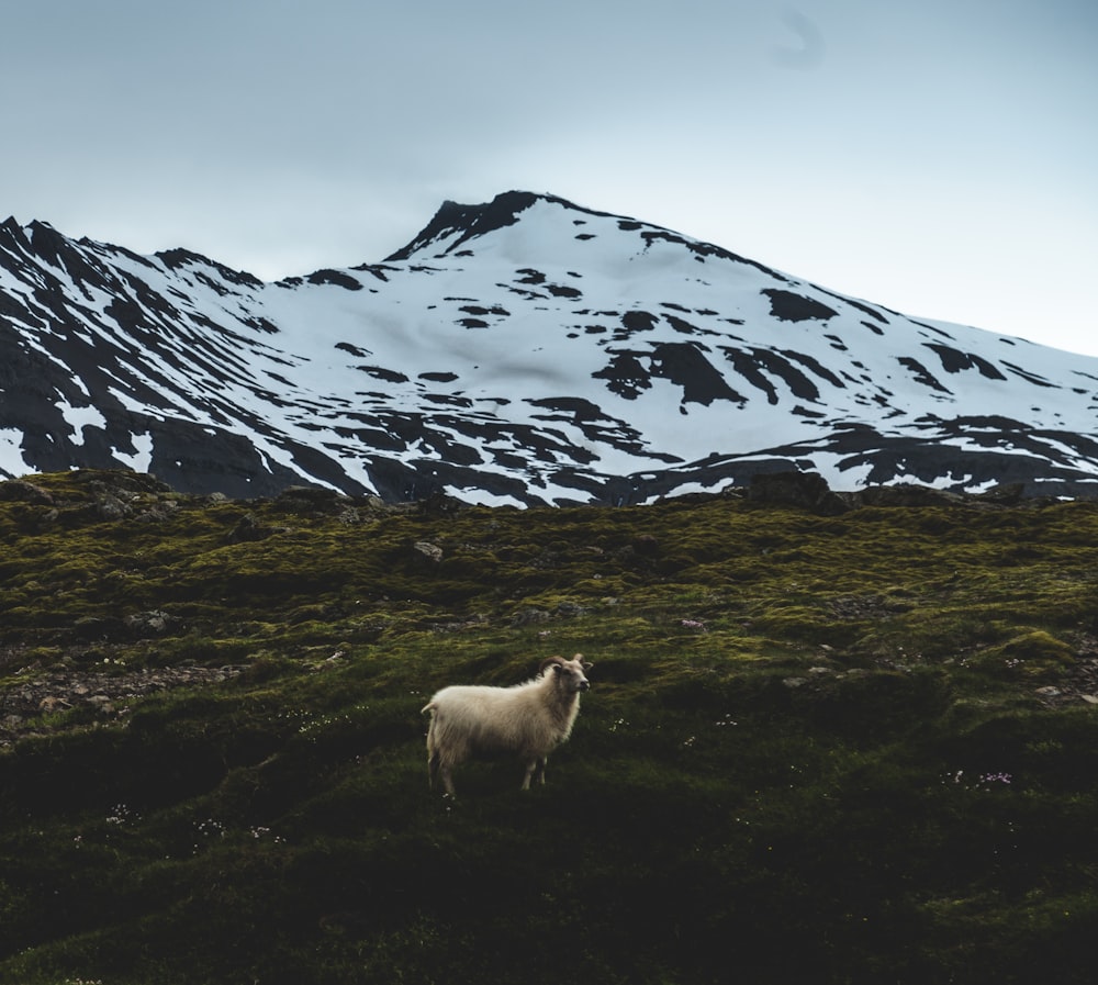 a sheep standing in a field with a mountain in the background