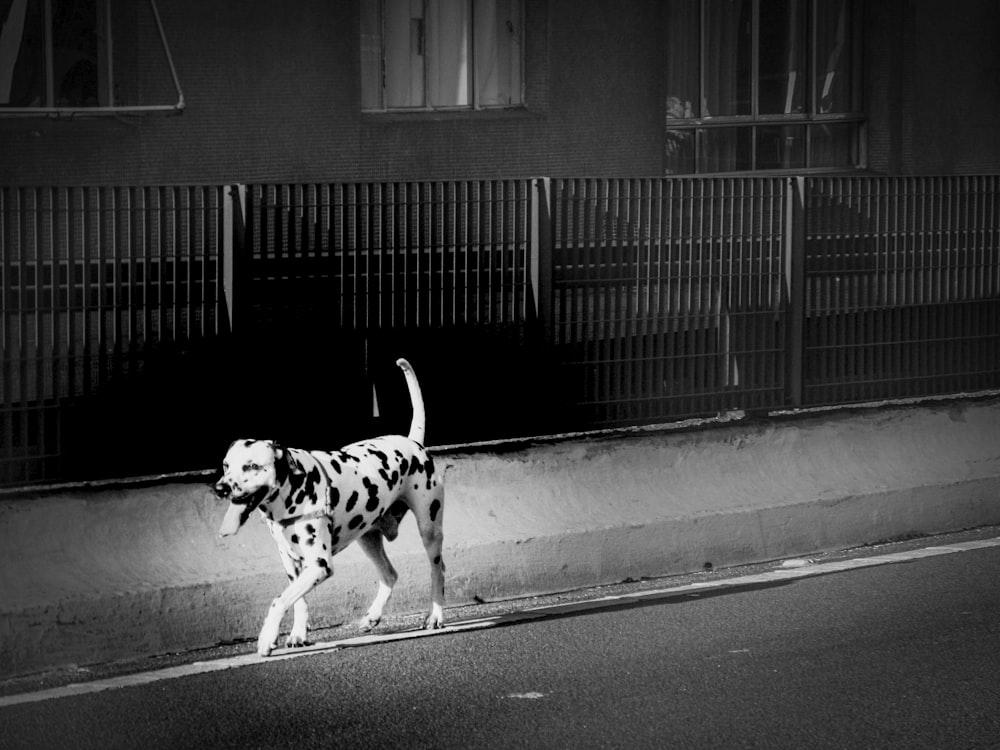 a dalmatian dog walking down a street next to a building