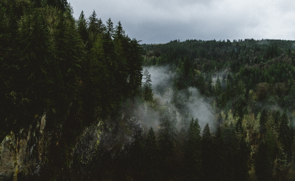 a forest filled with lots of trees covered in fog