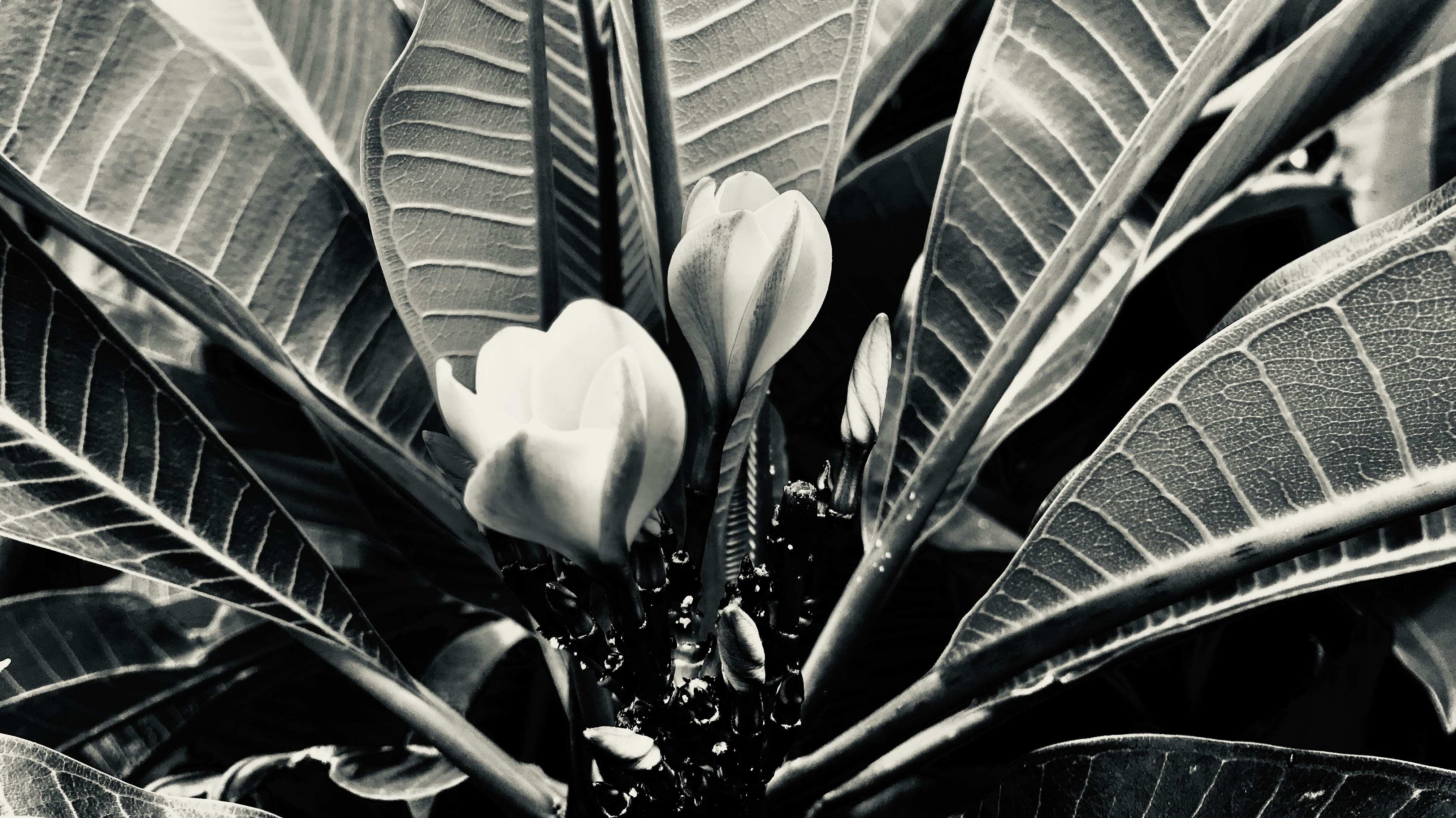 a black and white photo of a plant with leaves