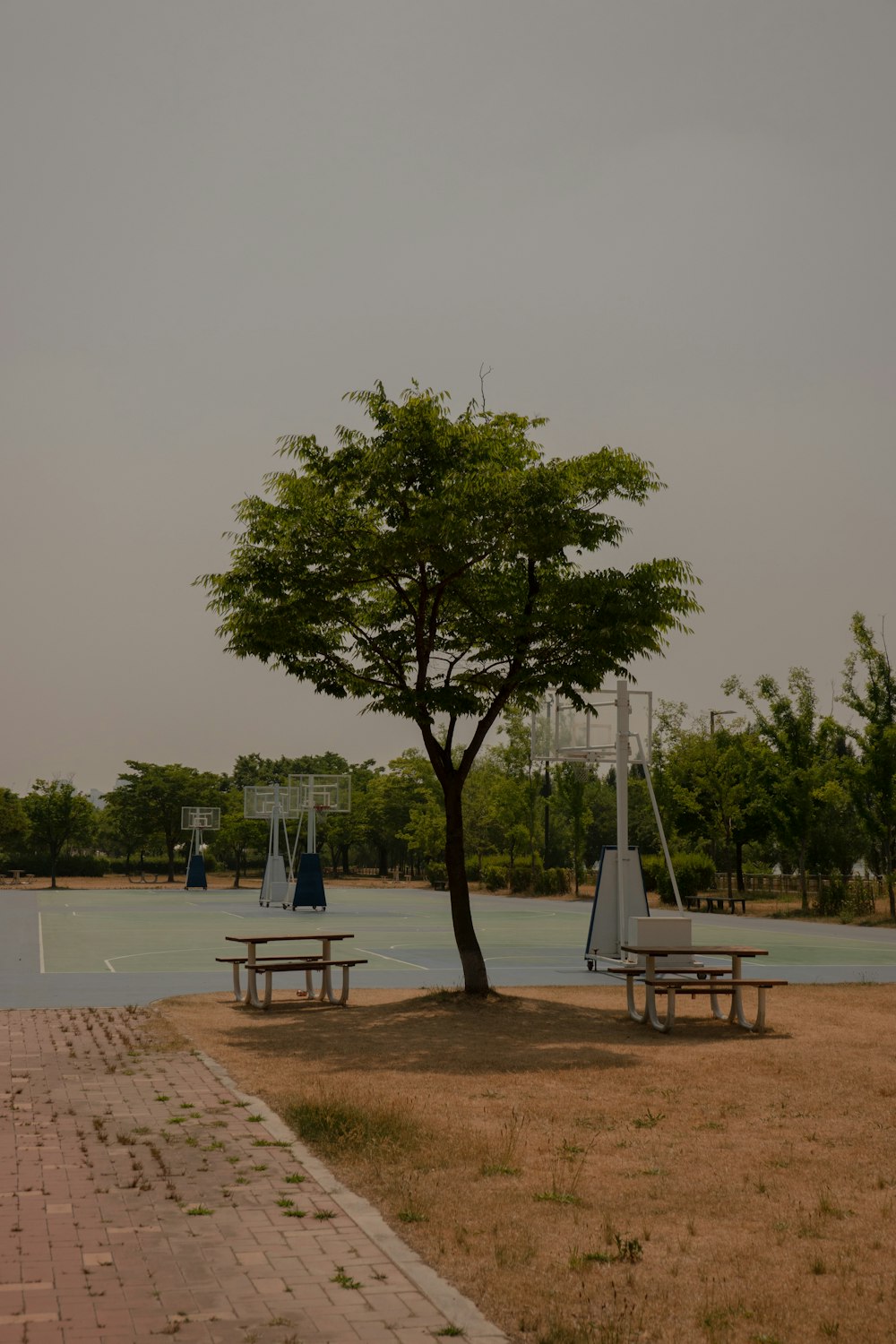 two picnic tables under a tree in a park