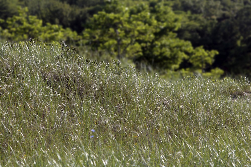 a field of tall grass with trees in the background