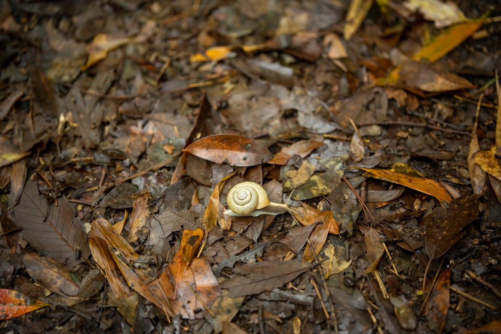 a snail crawling on the ground among leaves