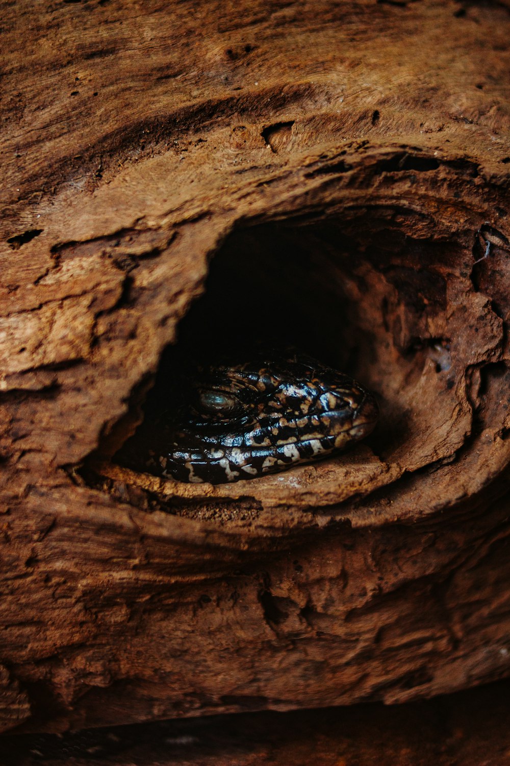 a close up of a tree trunk with a hole in it