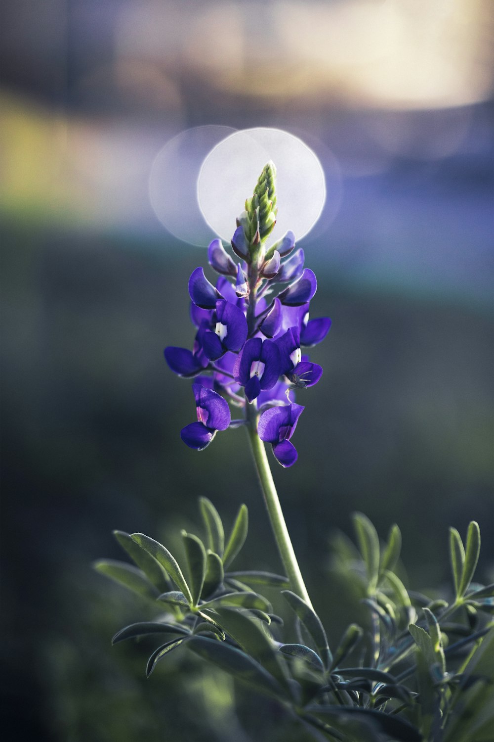 a close up of a purple flower with a blurry background