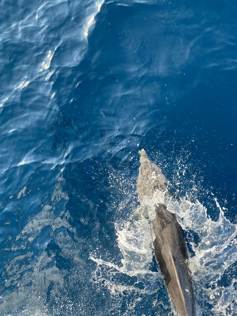 a dolphin jumping out of the water