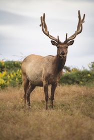 A close-up of a majestic elk standing in a golden meadow under soft morning light.