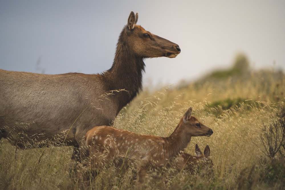 a mother elk and her baby in a field of tall grass