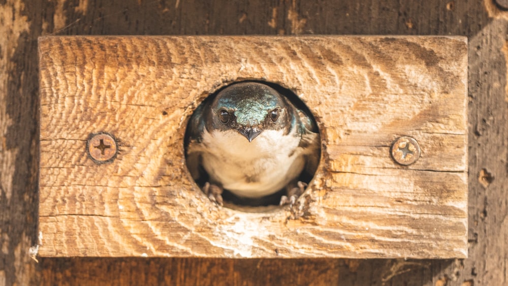 a small bird sitting inside of a wooden box