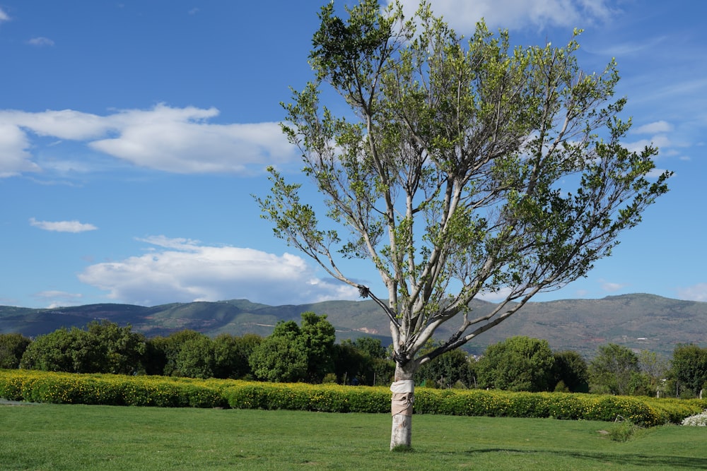 Ein Baum auf einem Feld mit Bergen im Hintergrund