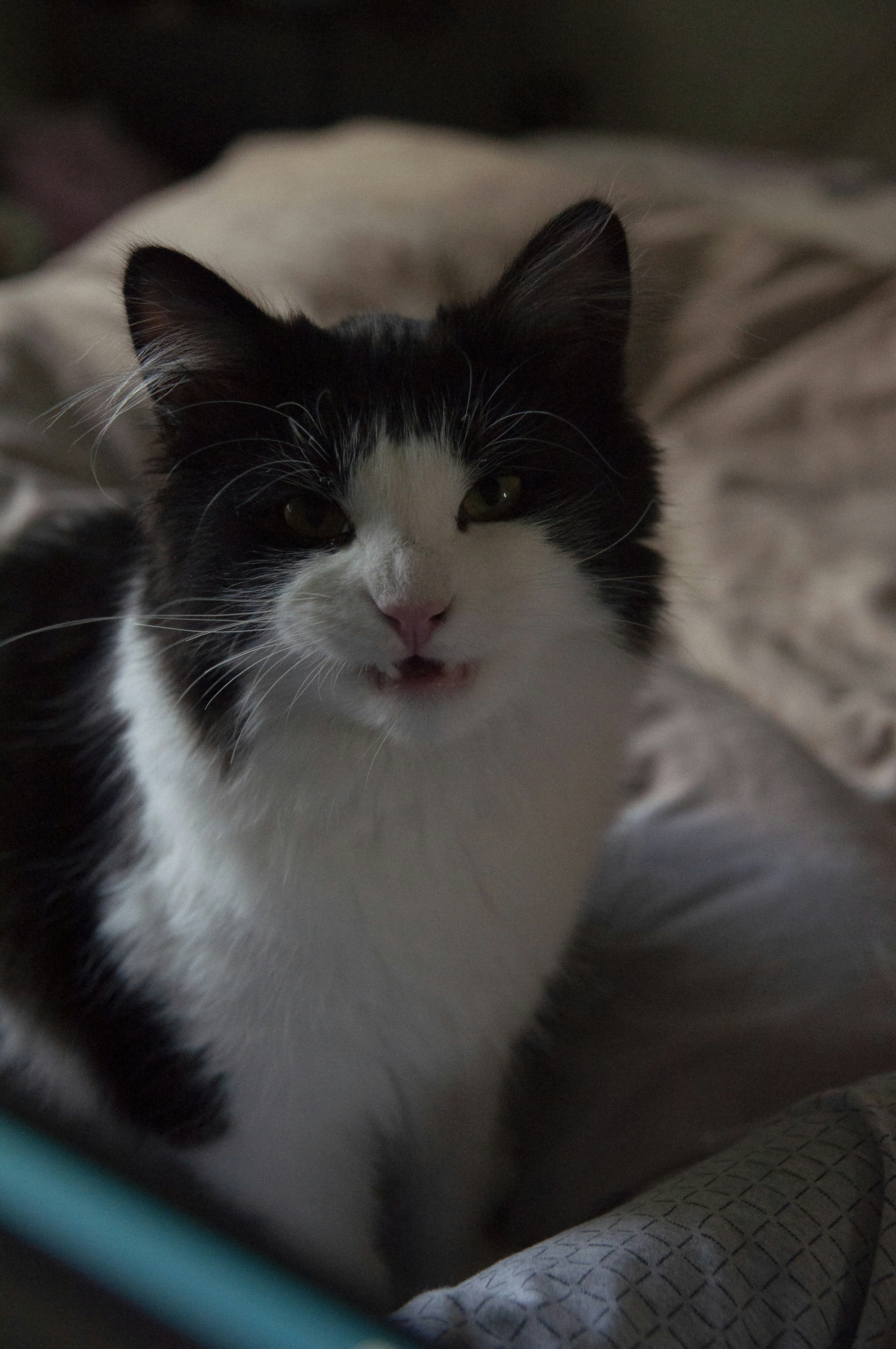a black and white cat sitting on top of a bed