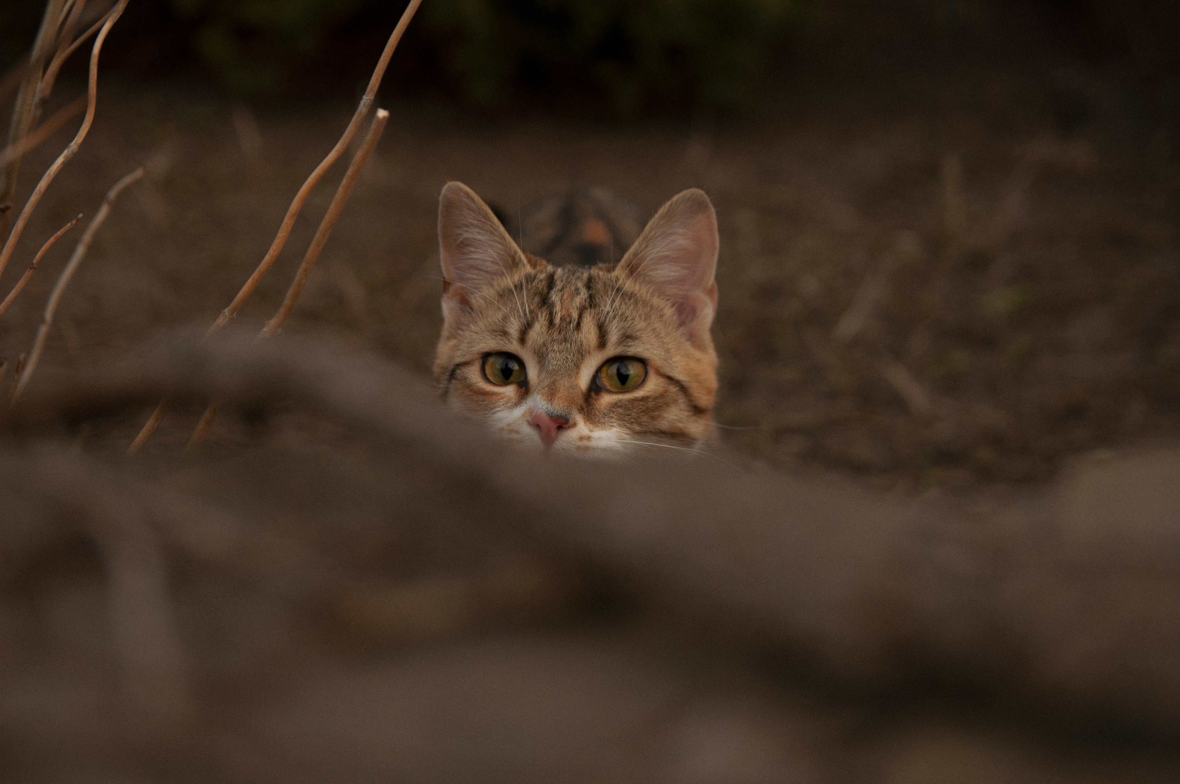 Curiosity That Knows No Bounds (image credits: unsplash)