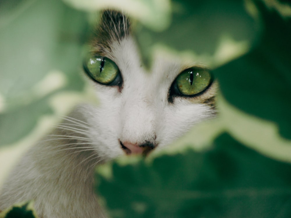 a close up of a cat with green eyes