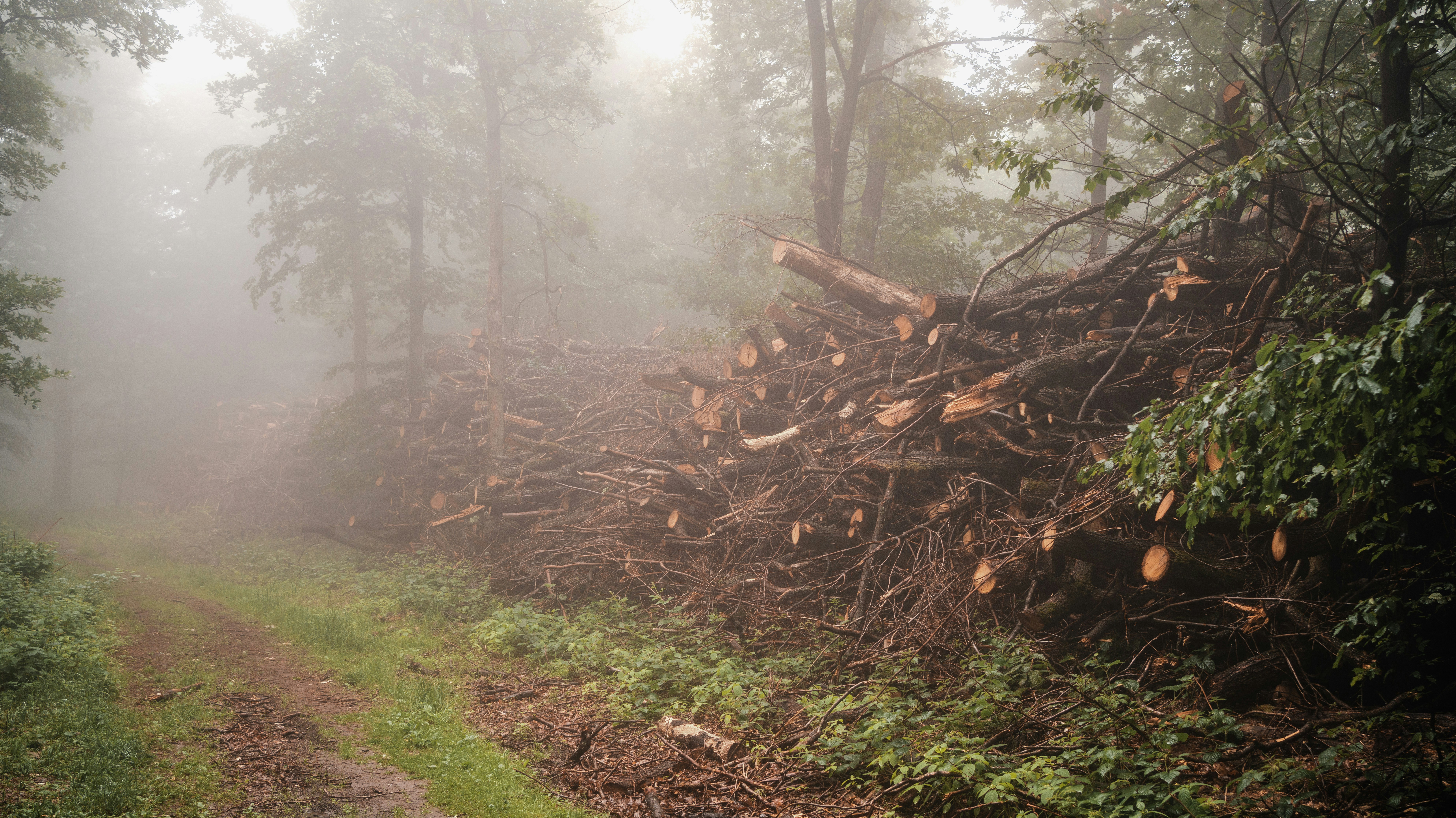 Union County Urges Extra Caution in Watchung Reservation Following Severe Storm