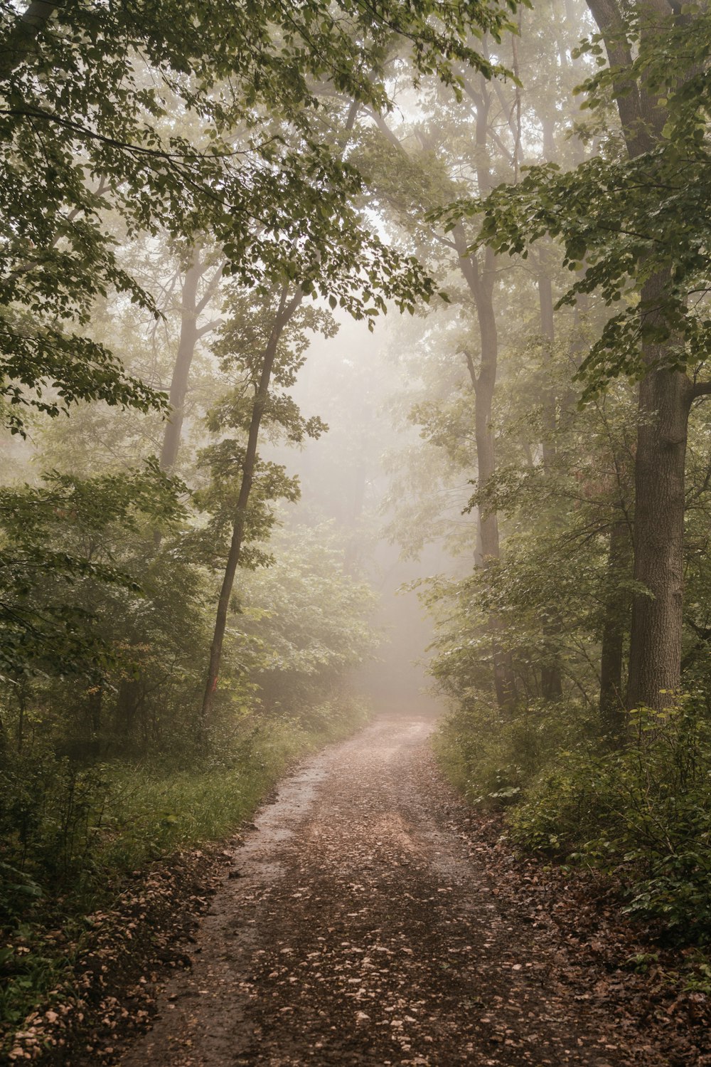 a dirt road in the middle of a forest