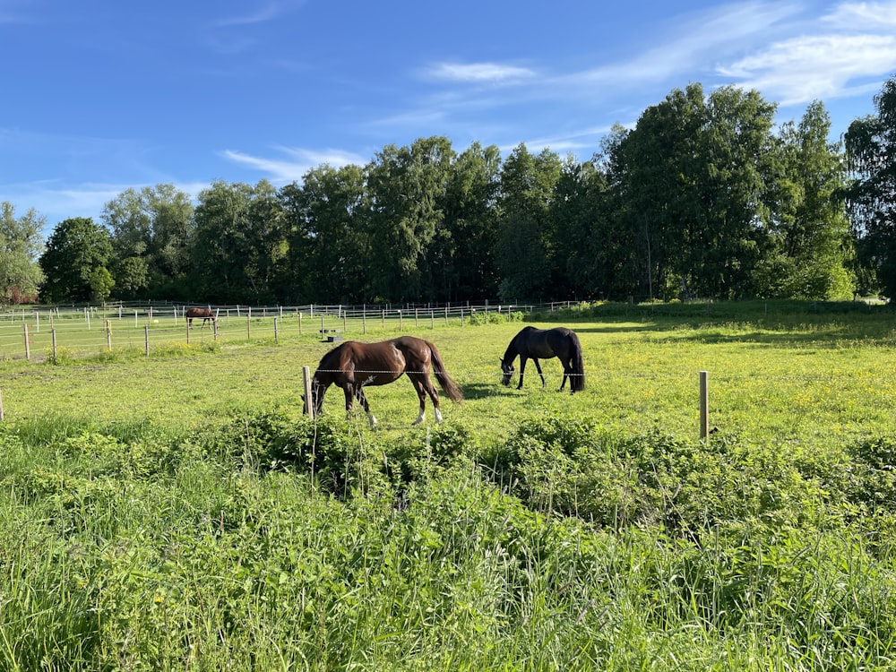 two horses grazing in a field with trees in the background