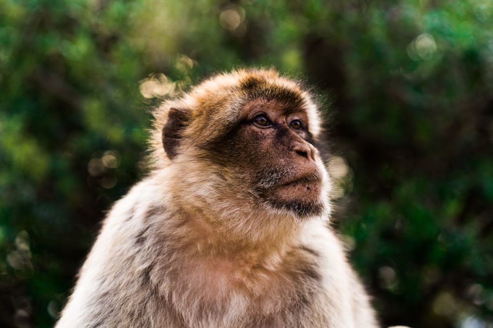 a close up of a monkey with trees in the background
