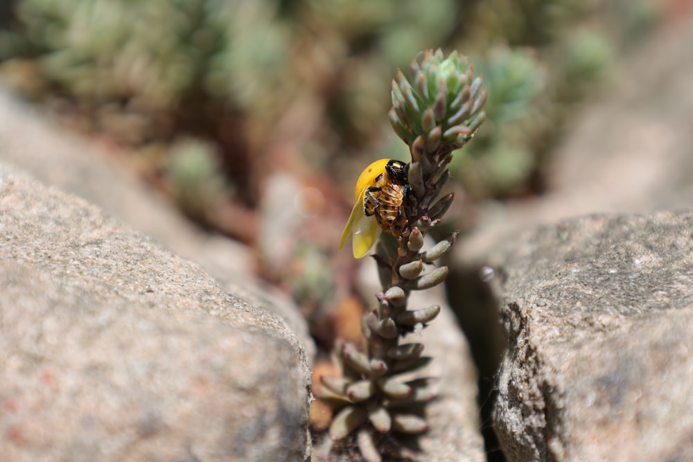 a yellow and black bee sitting on a plant