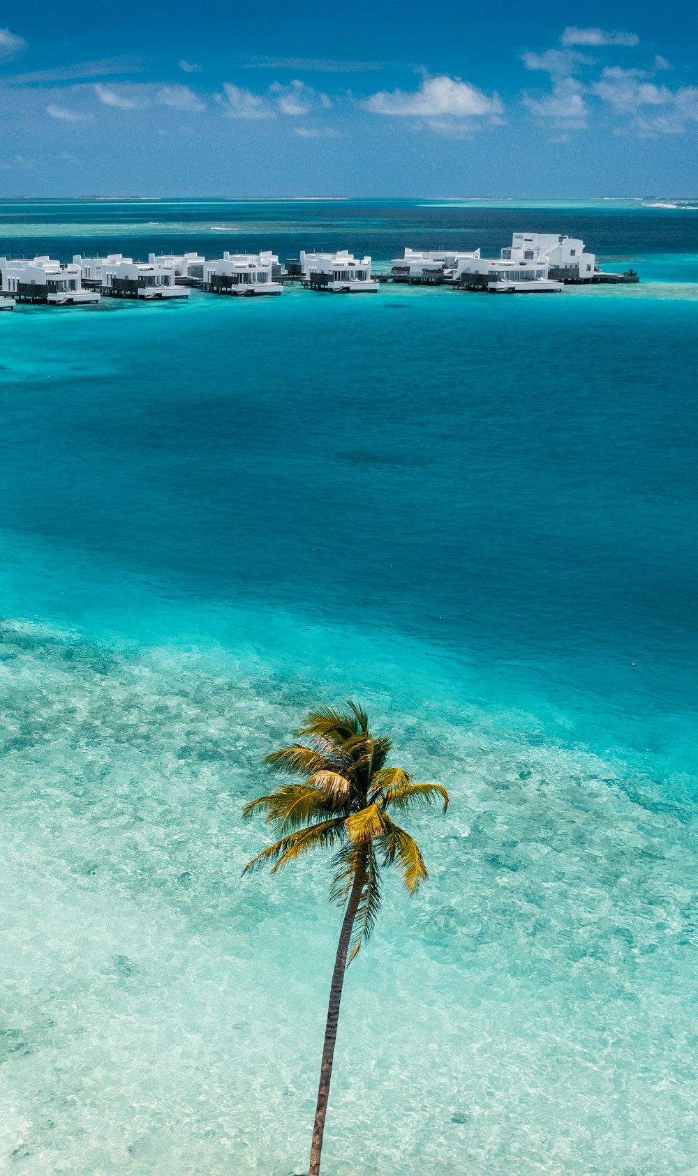 a palm tree in the middle of the ocean