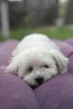 Luxurious scene of a fluffy Lulu da Pomerânia puppy resting on a velvet cushion in a boutique setting