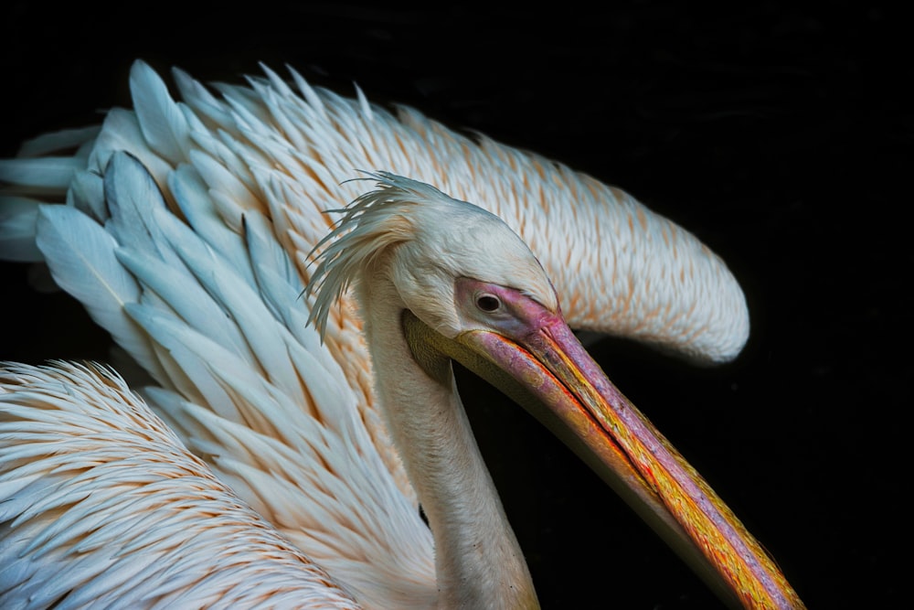 a close up of a bird with a long beak