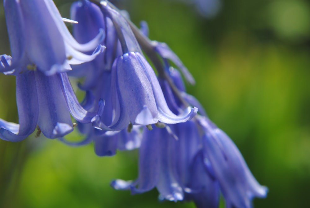 a close up of a blue flower with a blurry background