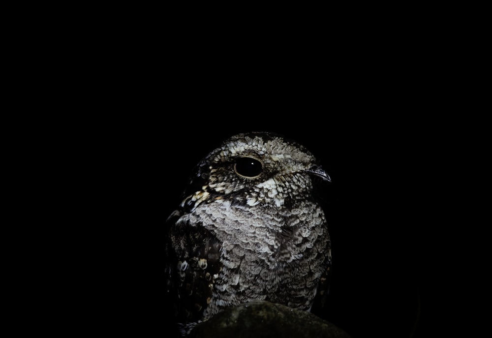 an owl is sitting on a rock in the dark