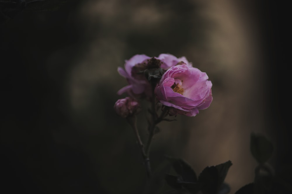 a close up of a pink flower on a stem