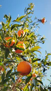 a tree filled with lots of oranges under a blue sky