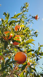 a tree filled with lots of oranges under a blue sky