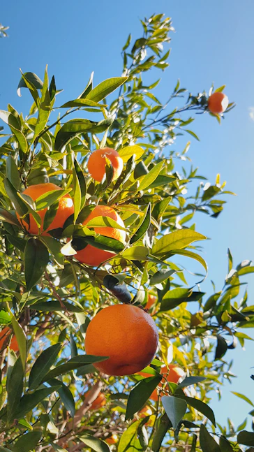 a tree filled with lots of oranges under a blue sky