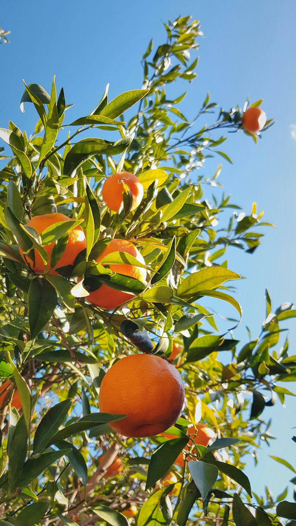 a tree filled with lots of oranges under a blue sky