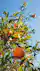 Fresh oranges growing on a tree beneath a blue sky