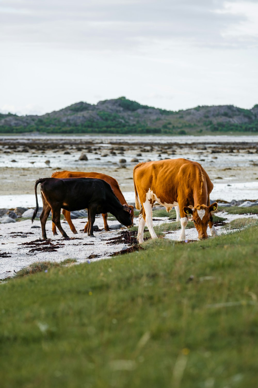 a couple of cows that are standing in the grass