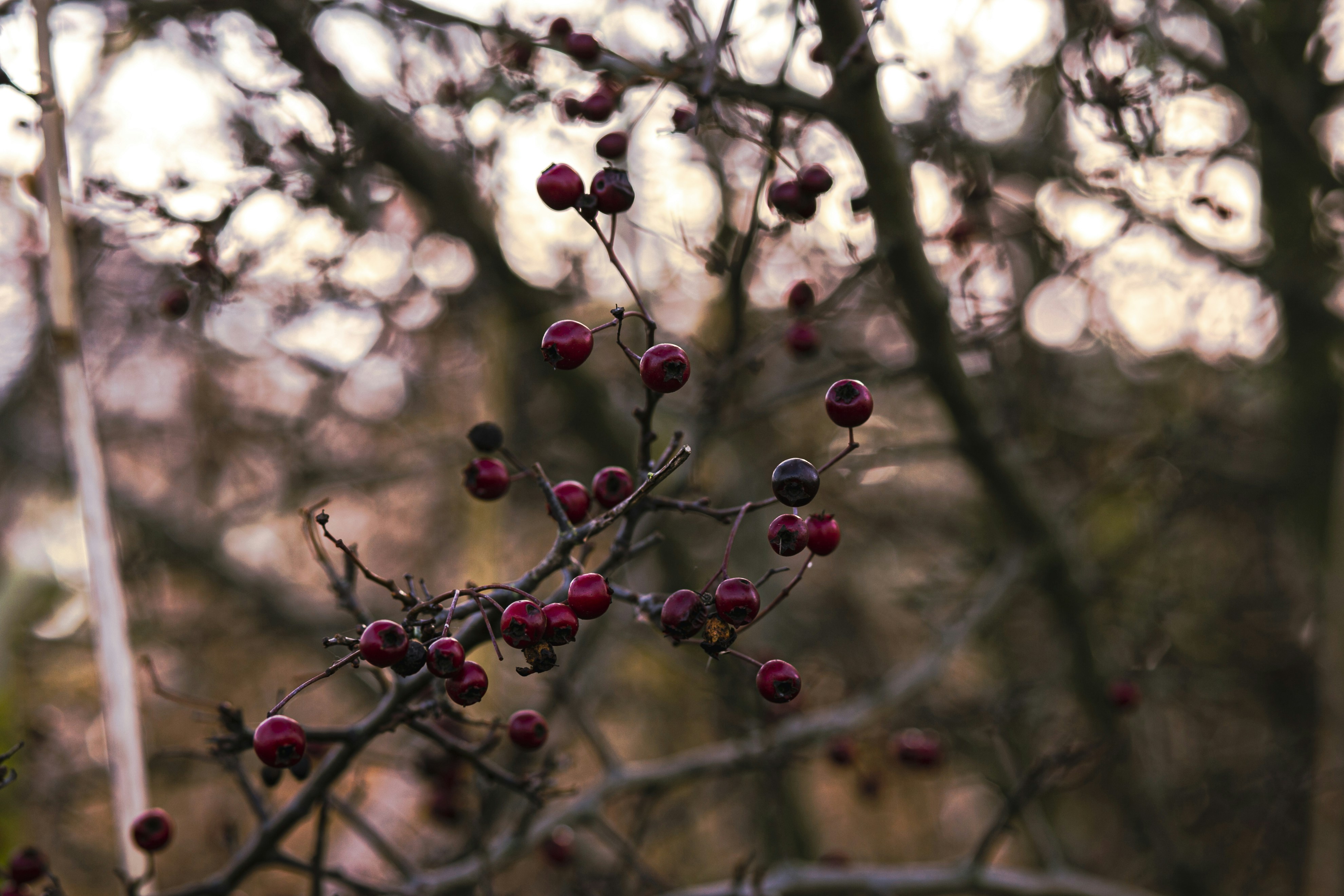 Photo by threepetalsimagery