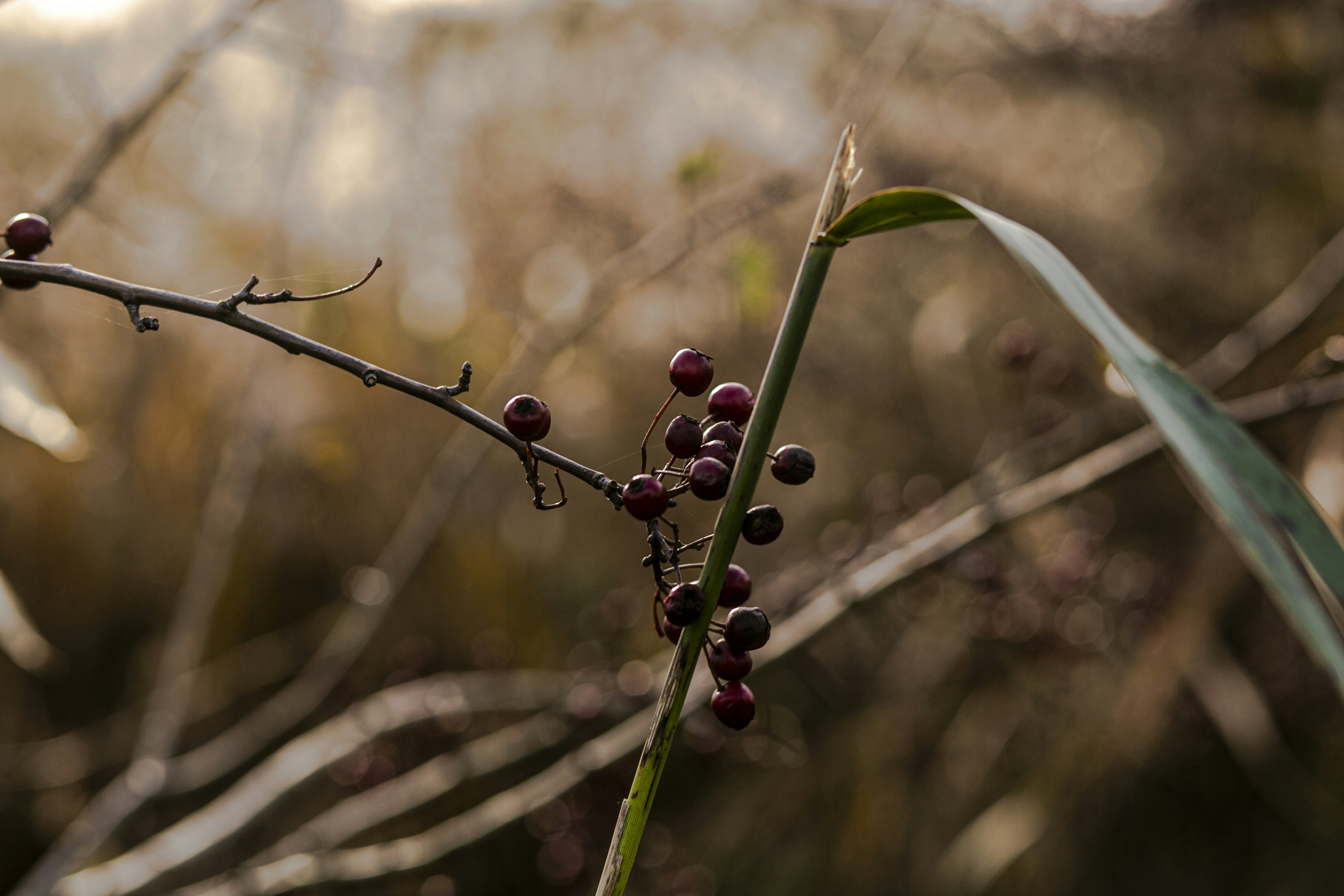 Photo by threepetalsimagery