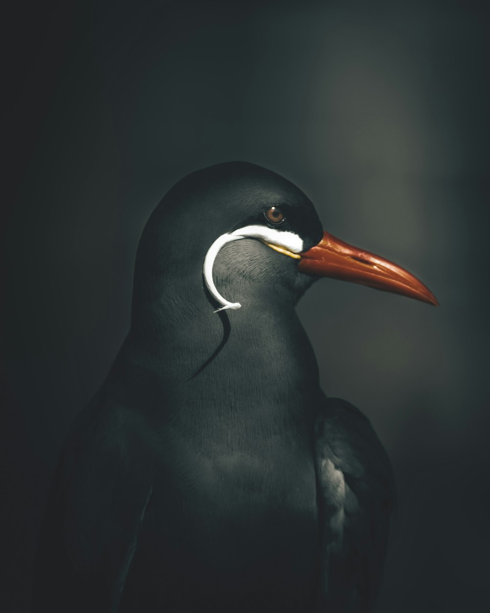 a black and white bird with a long beak