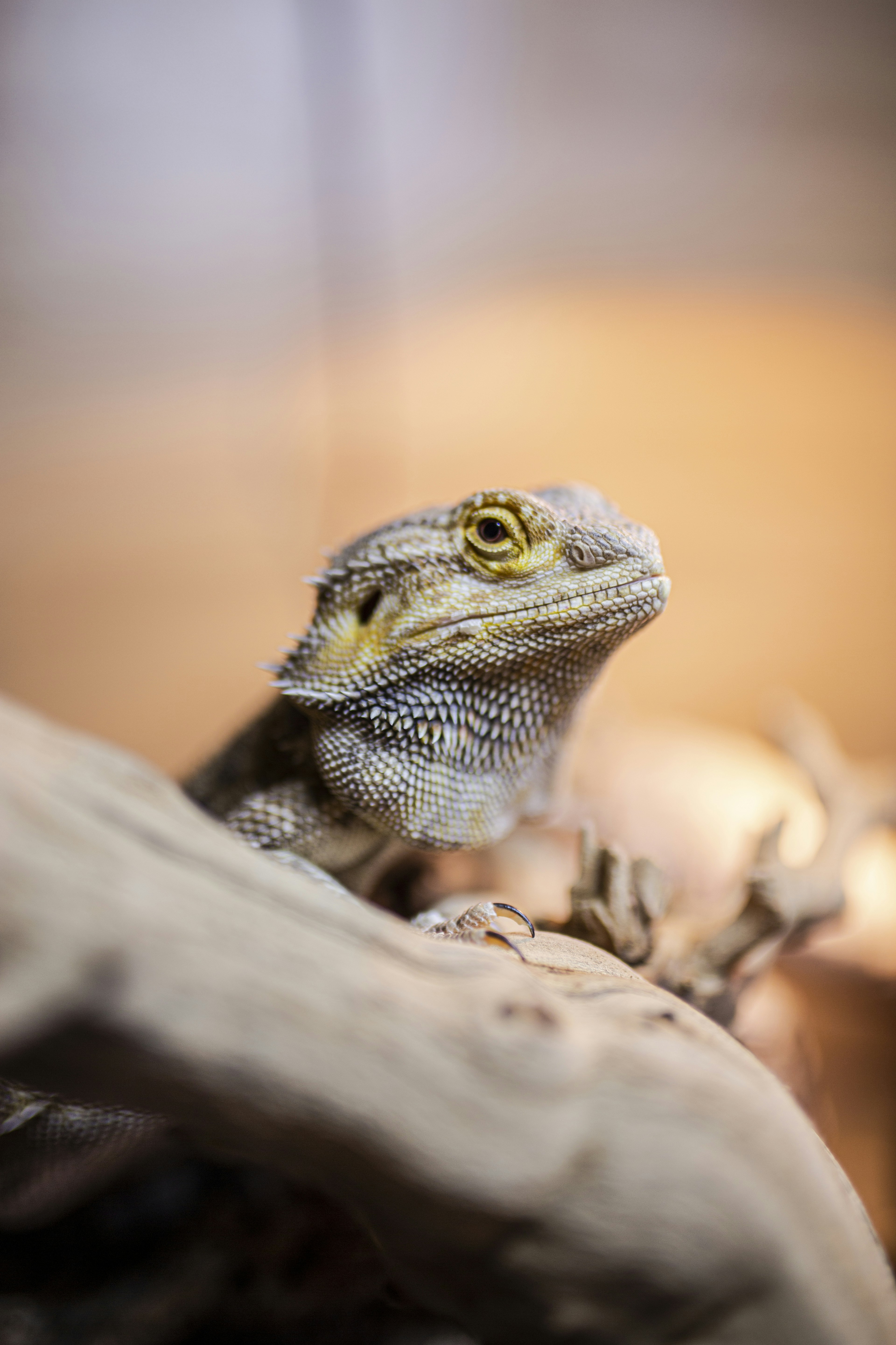 Photo by threepetalsimagery