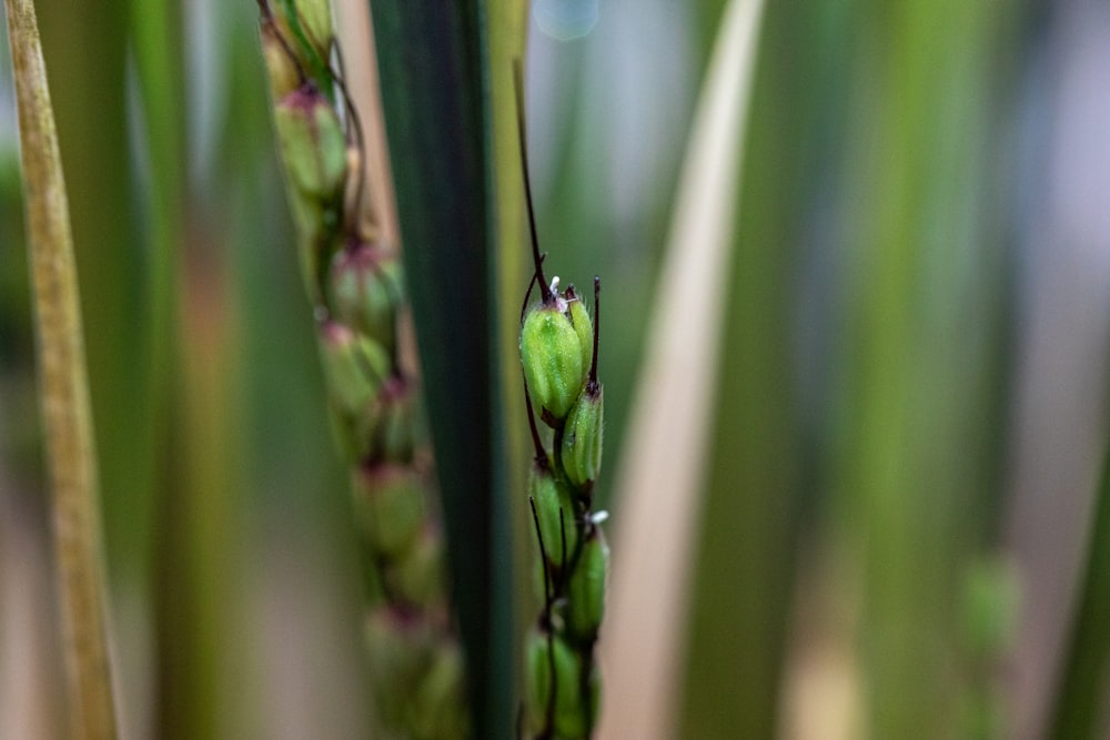 a close up of a plant with green stems