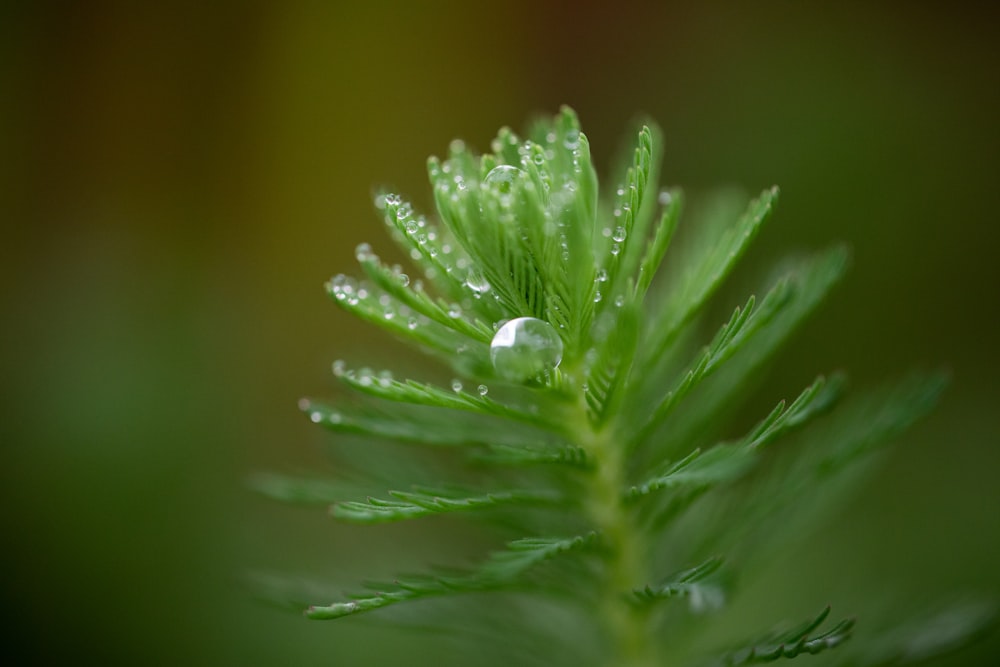 a close up of a green leaf with water drops