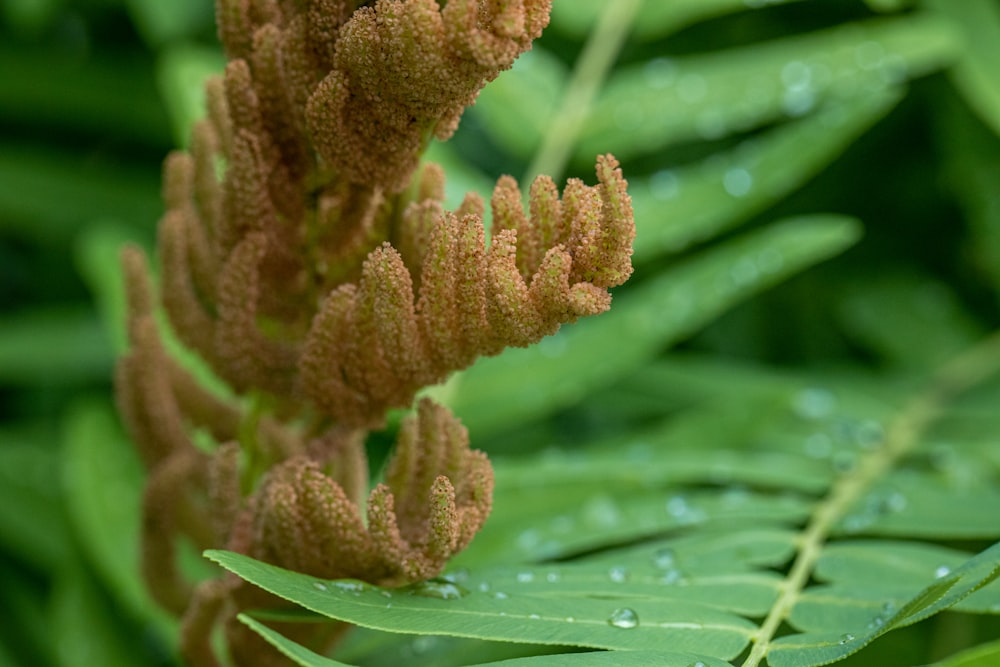 um close up de uma planta com gotas de água sobre ela