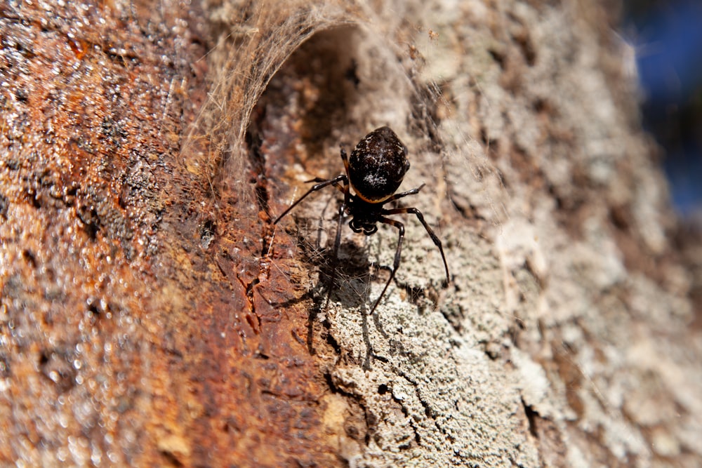 a spider crawling on the side of a tree