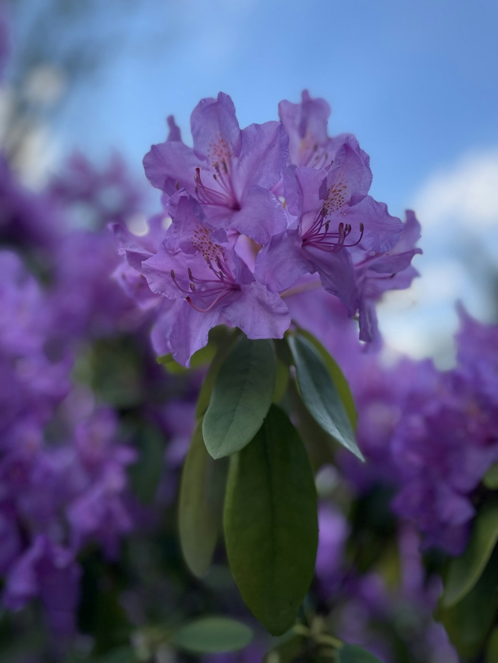 a close up of a purple flower with green leaves