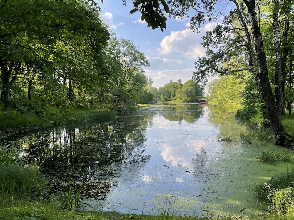 a body of water surrounded by trees and grass