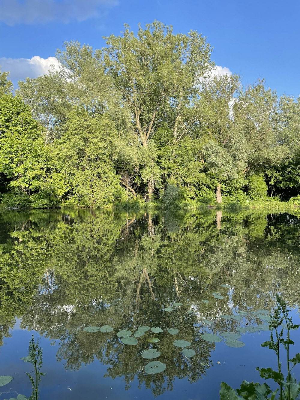 a body of water surrounded by lots of trees