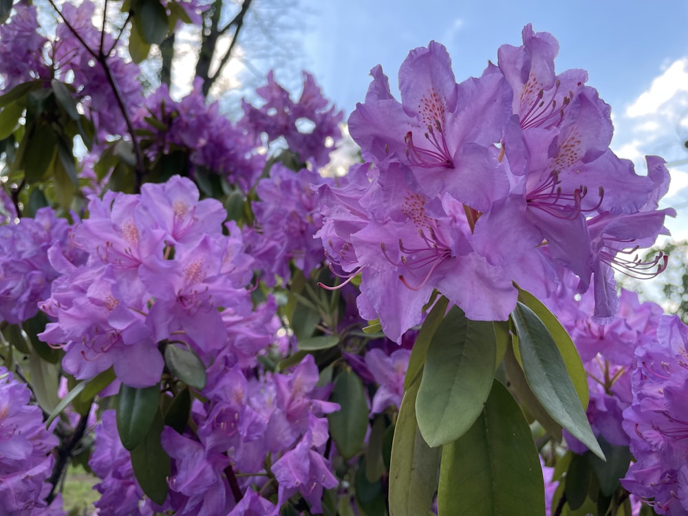 a bunch of purple flowers that are blooming